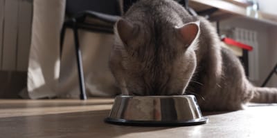 Un chat qui mange