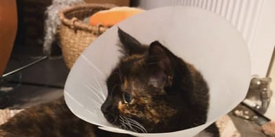 Un gatto che indossa una collare protettiva