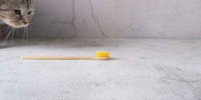 Un chat qui s'approche d'une brosse à dents