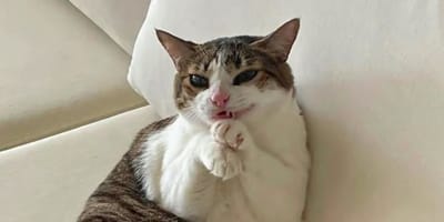 un chat qui semble faire une grimace effrayante