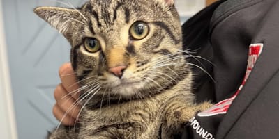 Un gatto che è appena stato abbandonato