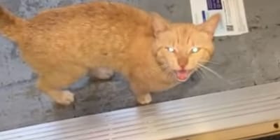 Un chat roux