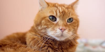 A ginger cat