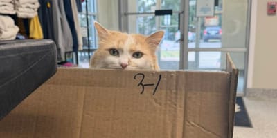 Un gatto rosso nascosto dietro un cartone