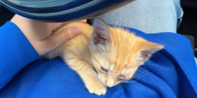 A ginger cat in a car