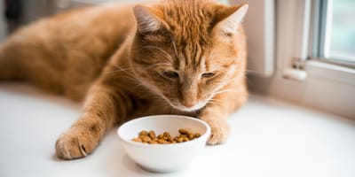 Un chat roux devant une gamelle de croquettes