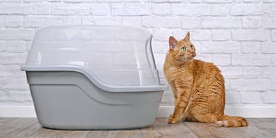 Un chat roux près d'une litière