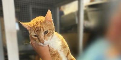 un gatto rosso salvato dalla strada