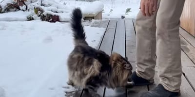 Un chat sibérien dans la neige