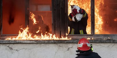 Un chat sorti des flammes lors d'un incendie