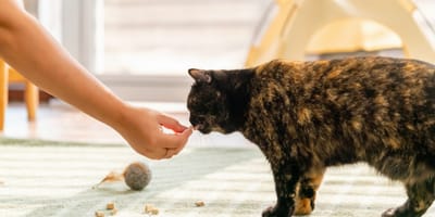 Un chat stérilisé qui mange des friandises