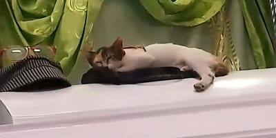 a cat sitting on a coffin