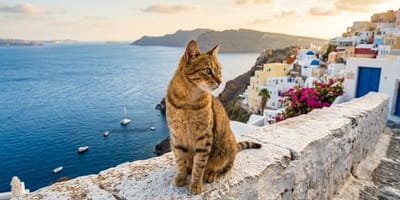 Eine Katze auf einer griechischen Insel