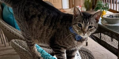 un gatto tigrato