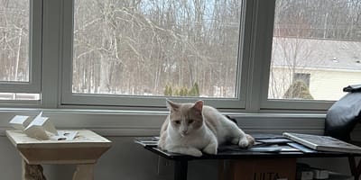 Un chat tranquillement installé chez lui