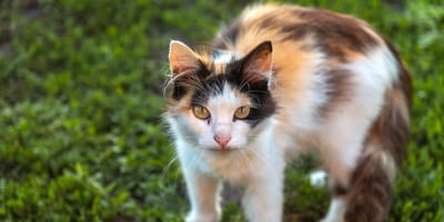 A tortoiseshell and white cat