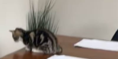 Un chaton
