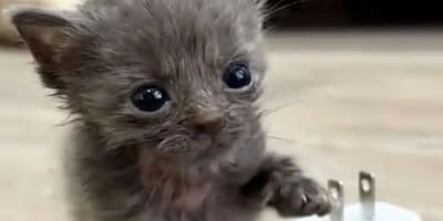 Un chaton