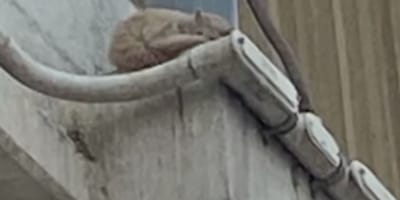 Un gattino