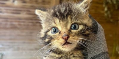 Eine kleine Europäische Wildkatze blickt aufmerksam in die Kamera