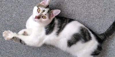 Un gattino