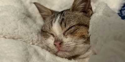 Een achtergelaten kitten