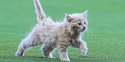 Kociak na stadionie