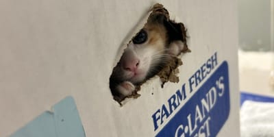 Un chaton dans une boite d'oeufs