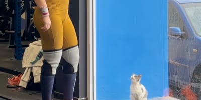 Un chaton devant une salle de sport