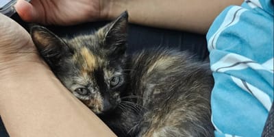 Un chaton écaille de tortue