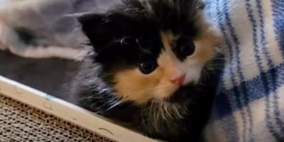 A kitten in distress