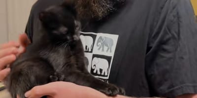Un chaton noir