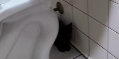 A black kitten hiding behind a toilet