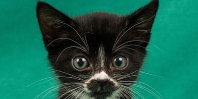 Un chaton noir et blanc