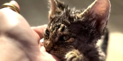 Een met-verf-besmeurde kitten