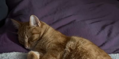 Un chaton roux en train de dormir sur une couverture