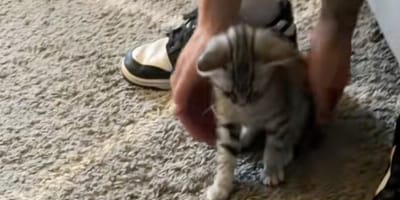 Un chaton tigré
