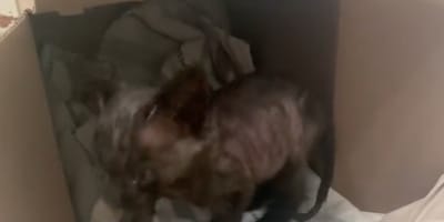 Un chaton très maigre
