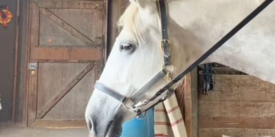 Een wit paard