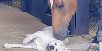Un caballo que acaricia a un labrador