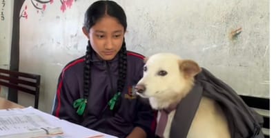 un cane a scuola