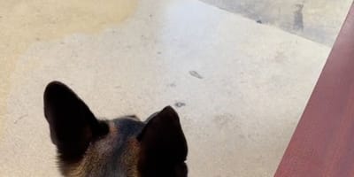 Un chien à la clinique