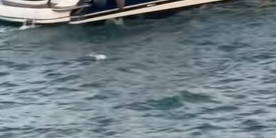 Un chien à la mer