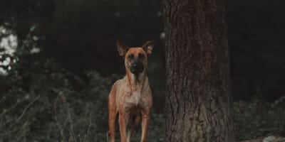 Un chien à un arbre