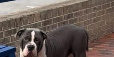 Un chien abandonné
