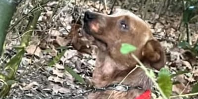 Un chien abandonné dans les bois