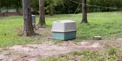 Un chien abandonné dans sa niche