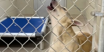 Un cane abbandonato in un rifugio