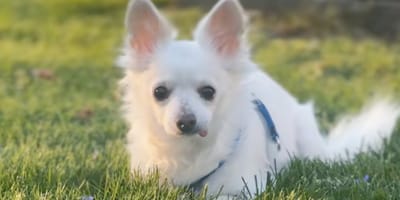 Un cane abbandonato per essere soppresso