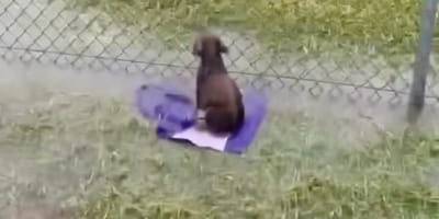 Un chien abandonné sous la pluie